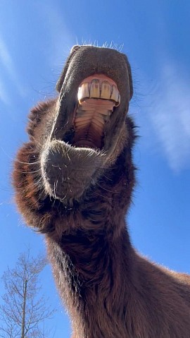 The Wonky Donkeys